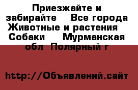 Приезжайте и забирайте. - Все города Животные и растения » Собаки   . Мурманская обл.,Полярный г.